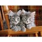 Dėlionė Clementoni High Quality Collection Kittens (Kačiukai), 30545, 500 d.