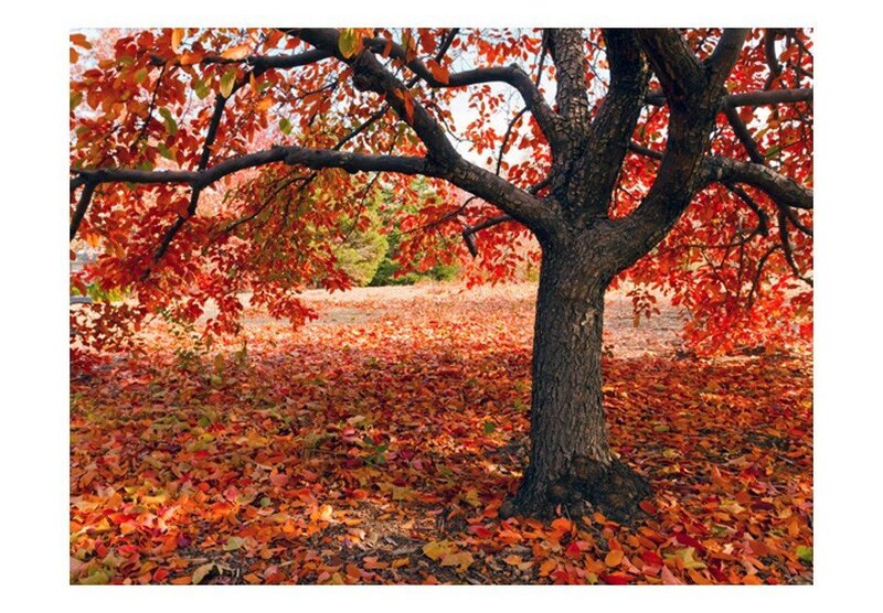 Fototapetai Medis Rudenį Kaina Pigu Lt