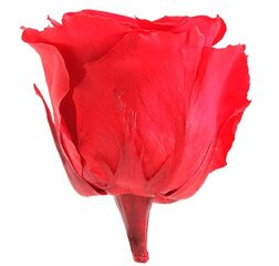 Stabilizuotos Standard rožės 6 vnt., raudona kaina ir informacija | Miegančios rožės, stabilizuoti augalai | pigu.lt