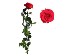 Stabilizuota rožė Amorosa Premium Raudona kaina ir informacija | Miegančios rožės, stabilizuoti augalai | pigu.lt