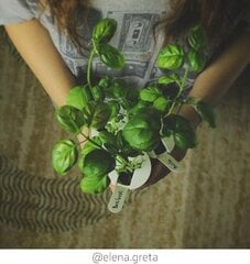 Click and Grow Smart Garden Refill 3 pakuotės, Bazilikas kaina ir informacija | Daigyklos | pigu.lt