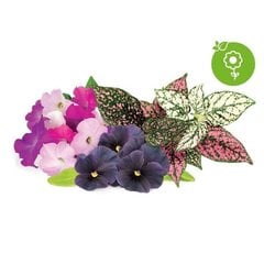 Click and Grow Smart Garden Refill 9 pakuočių įvairių gėlių rinkinys kaina ir informacija | Daigyklos | pigu.lt