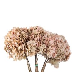 Stabilizuotos dvispalvės Hortenzijos kreminė / rožinė kaina ir informacija | Miegančios rožės, stabilizuoti augalai | pigu.lt