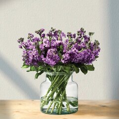 Kvapiosios purpurinės leukonijos Matthiola, 9 vnt. kaina ir informacija | Gyvos gėlės | pigu.lt