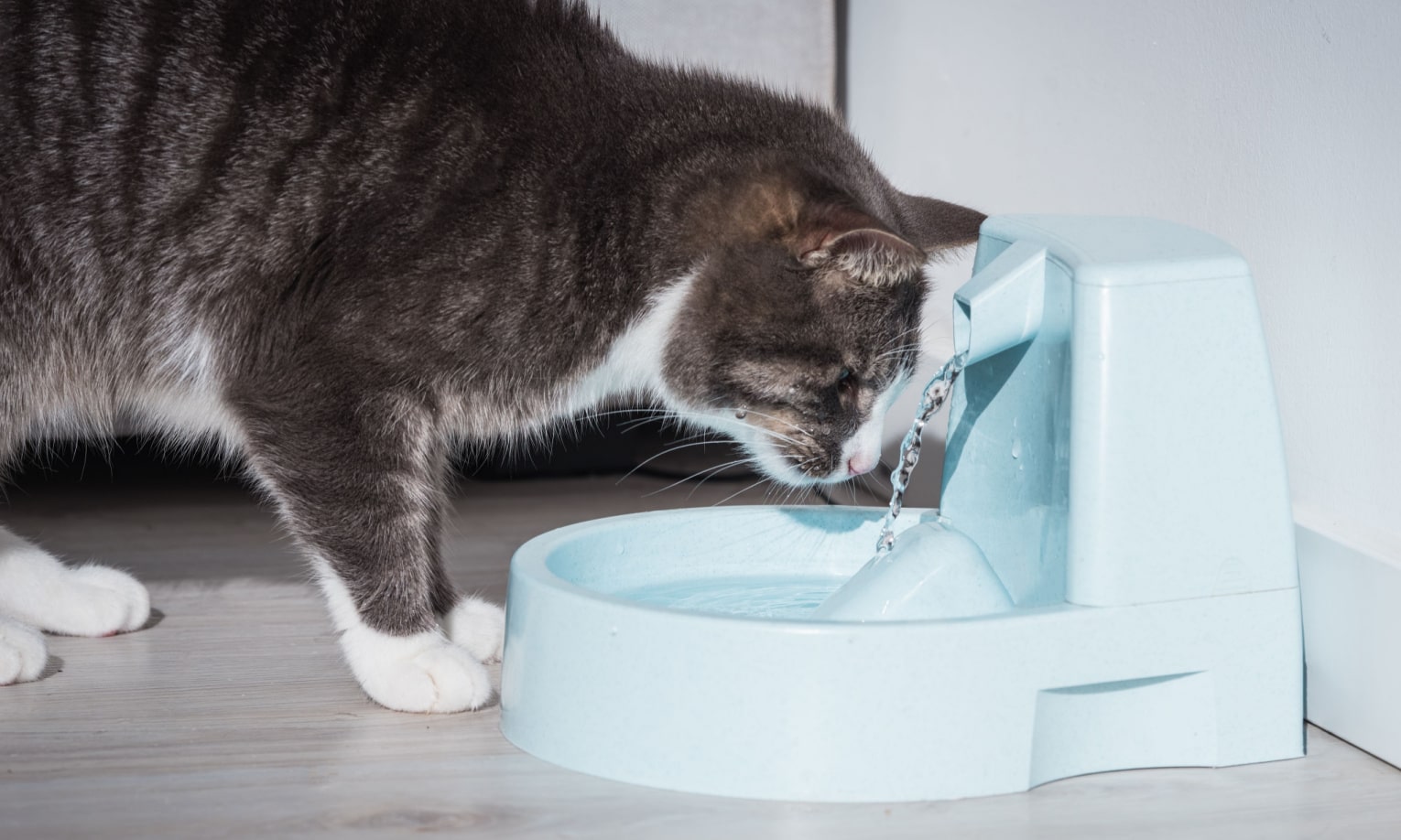 кот пьет с автоматической поилки для воды