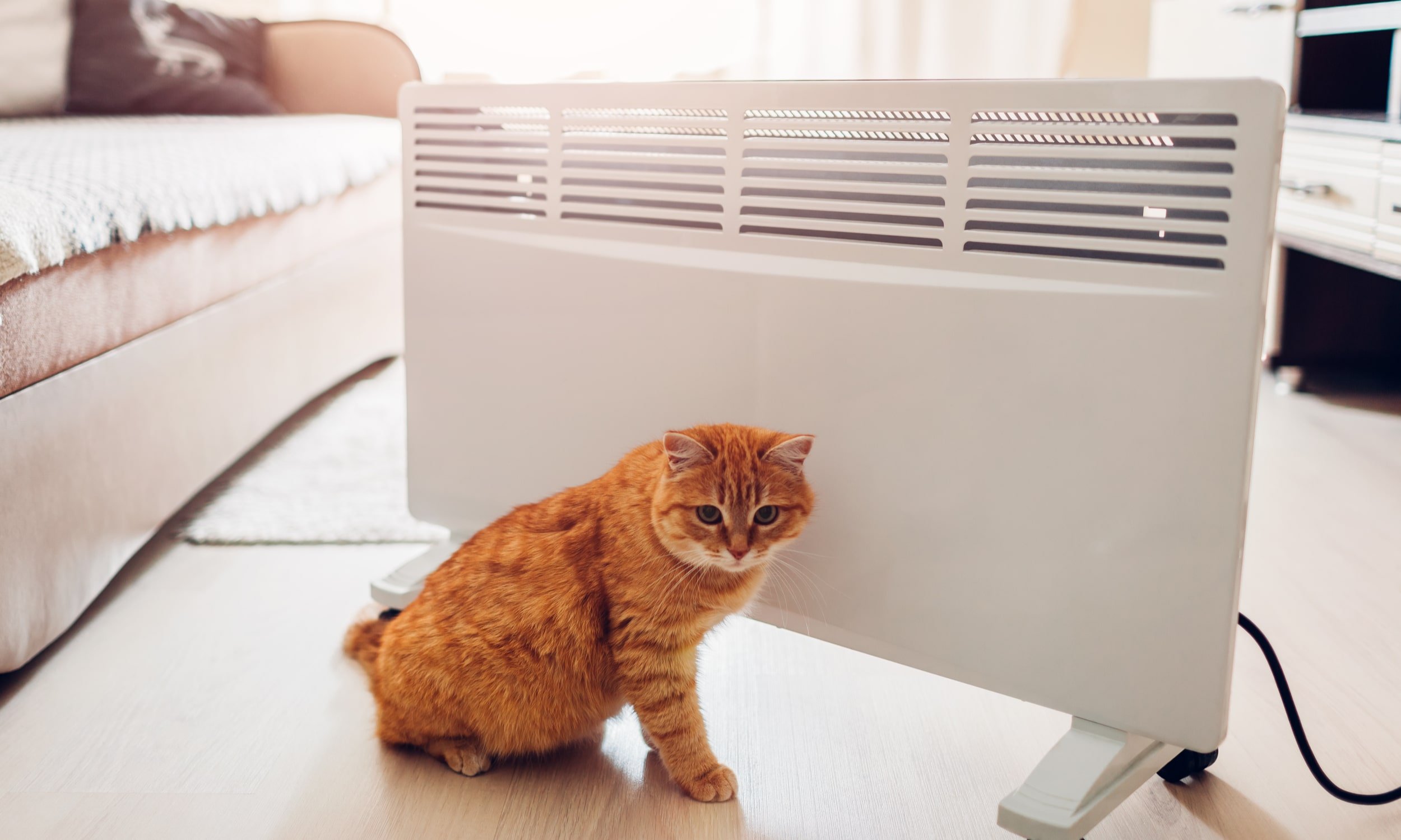 oranž kass soojendab ennast radiaatori ääres