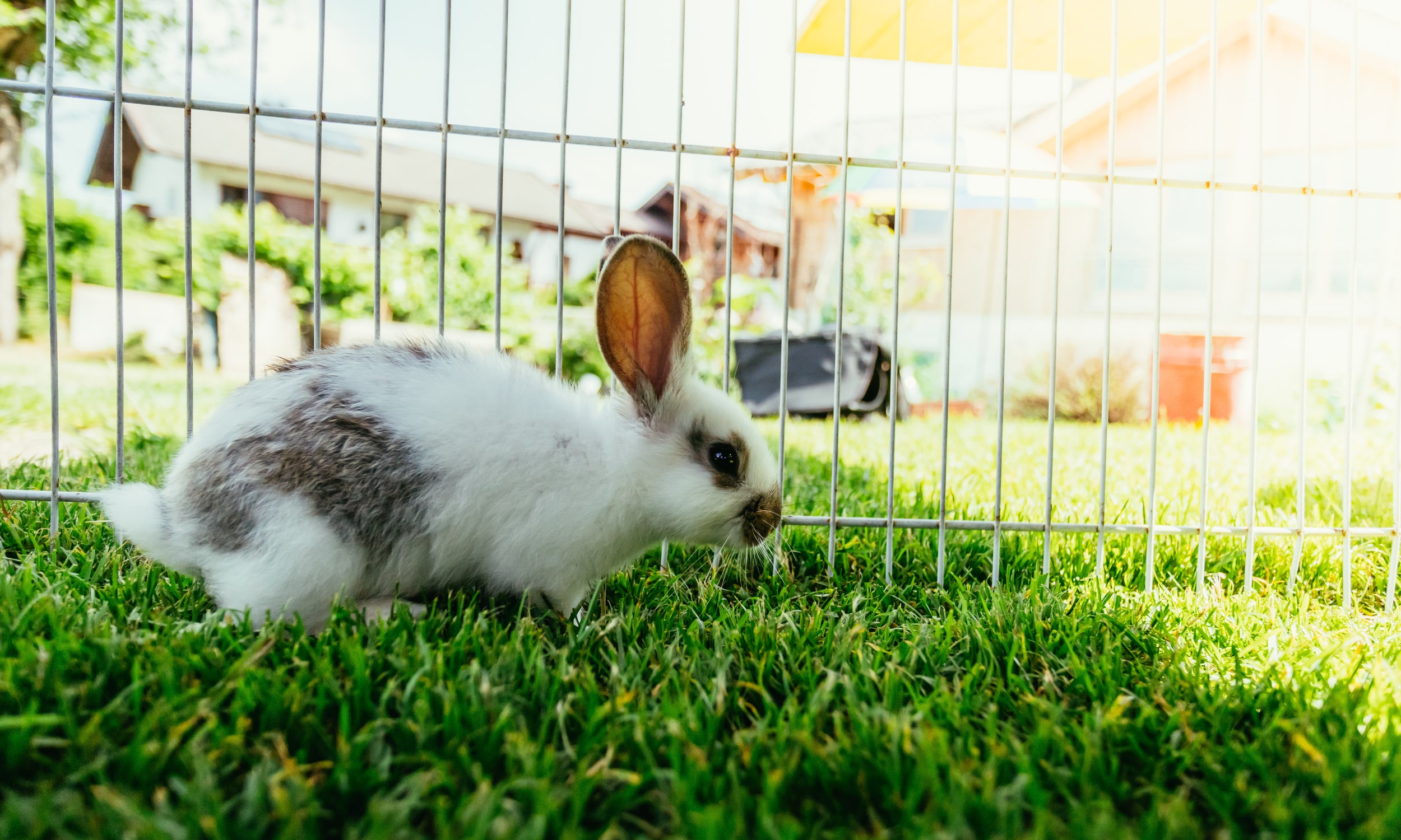 кролик в тени в летний день