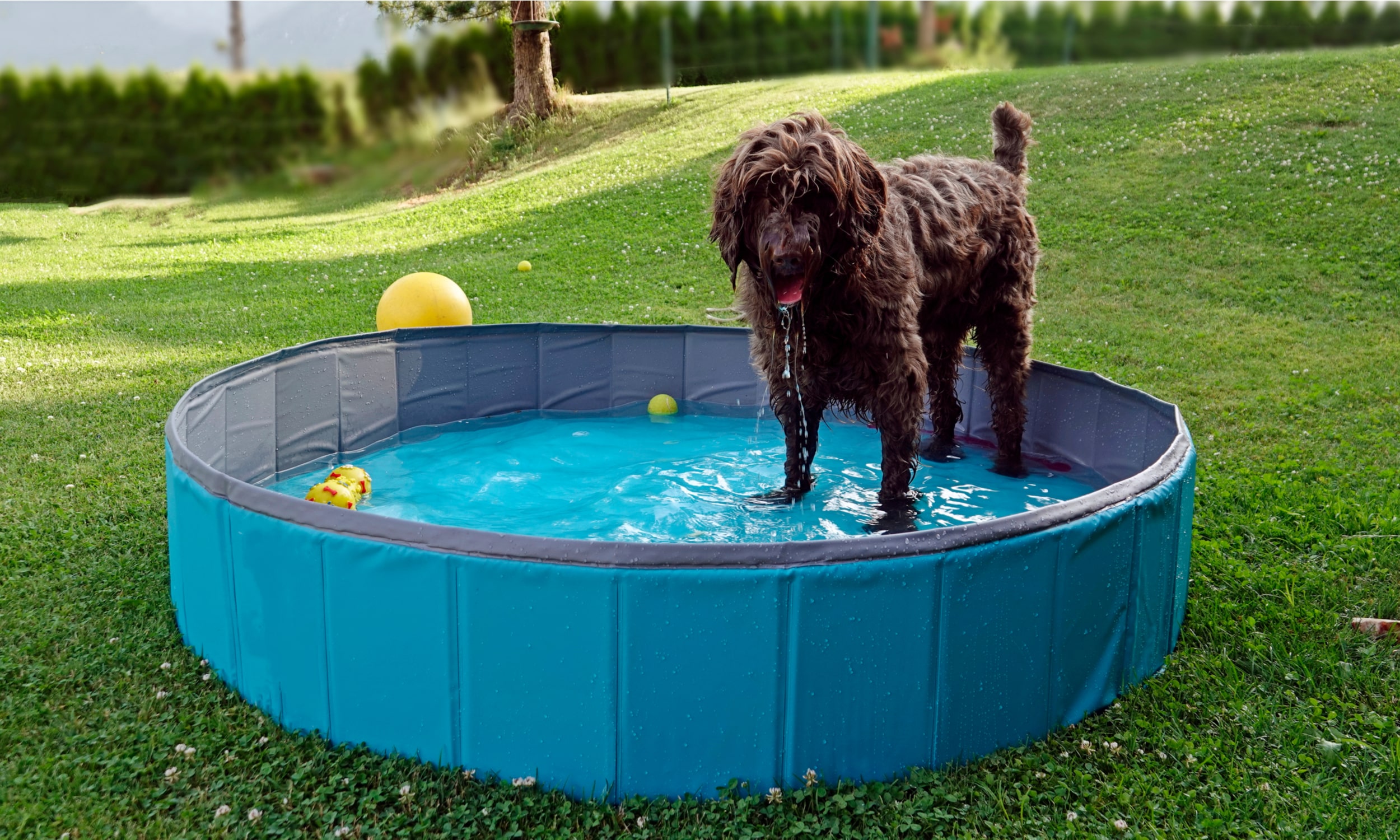  собака стоит в бассейне