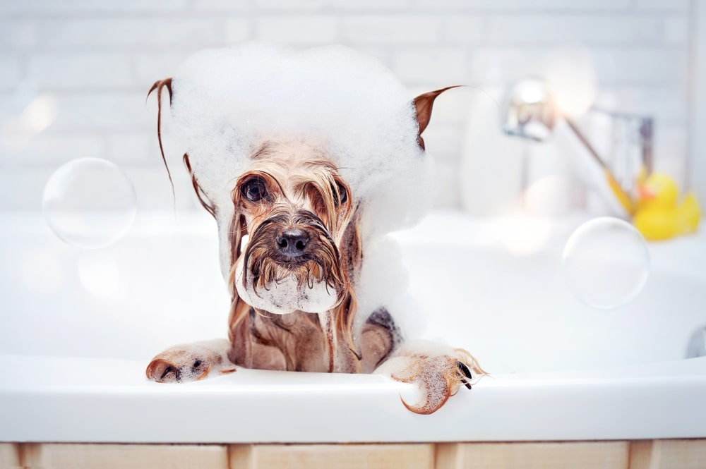 маленькую собаку моют в ванной шампунем для собак