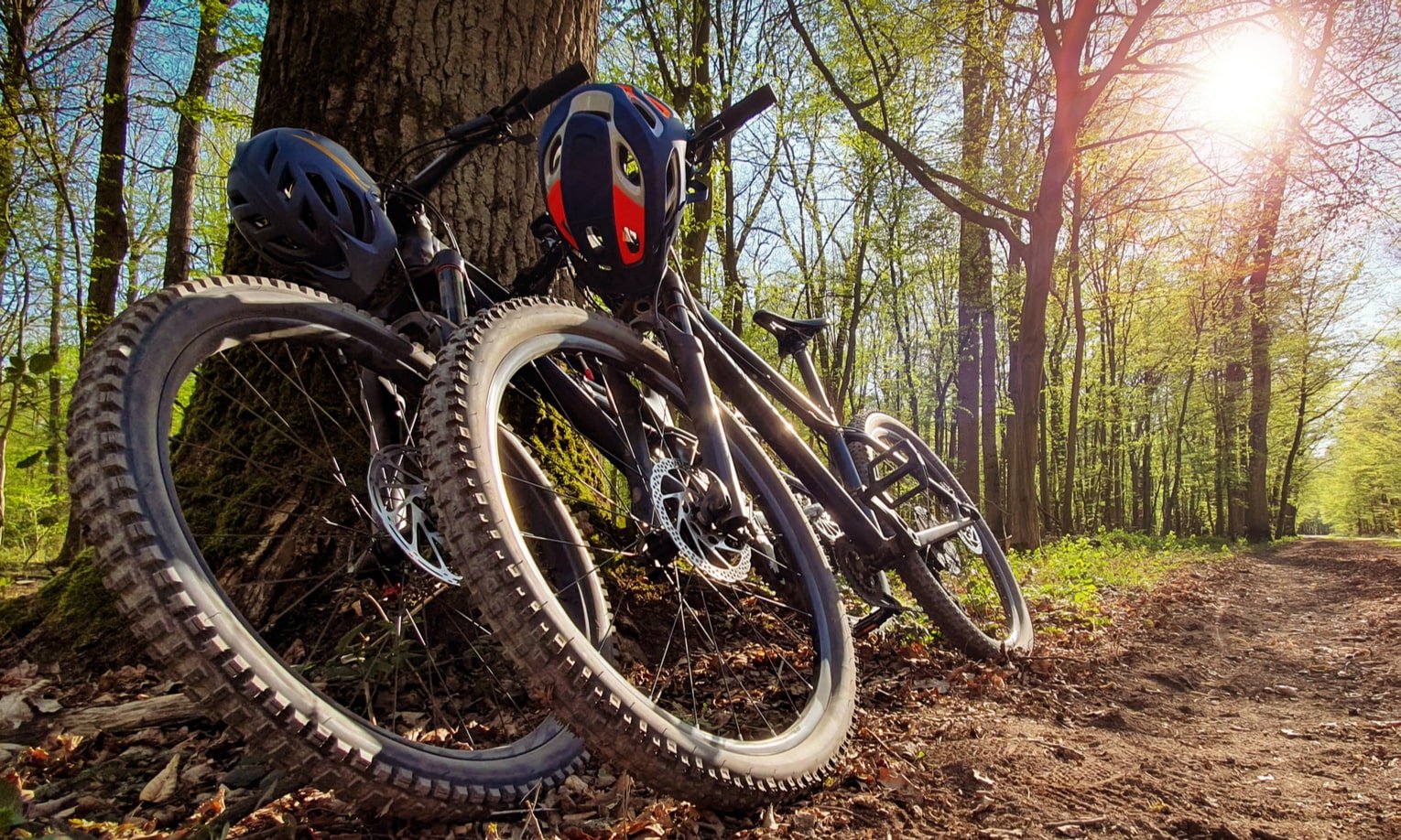 горные велосипеды у дерева в лесу