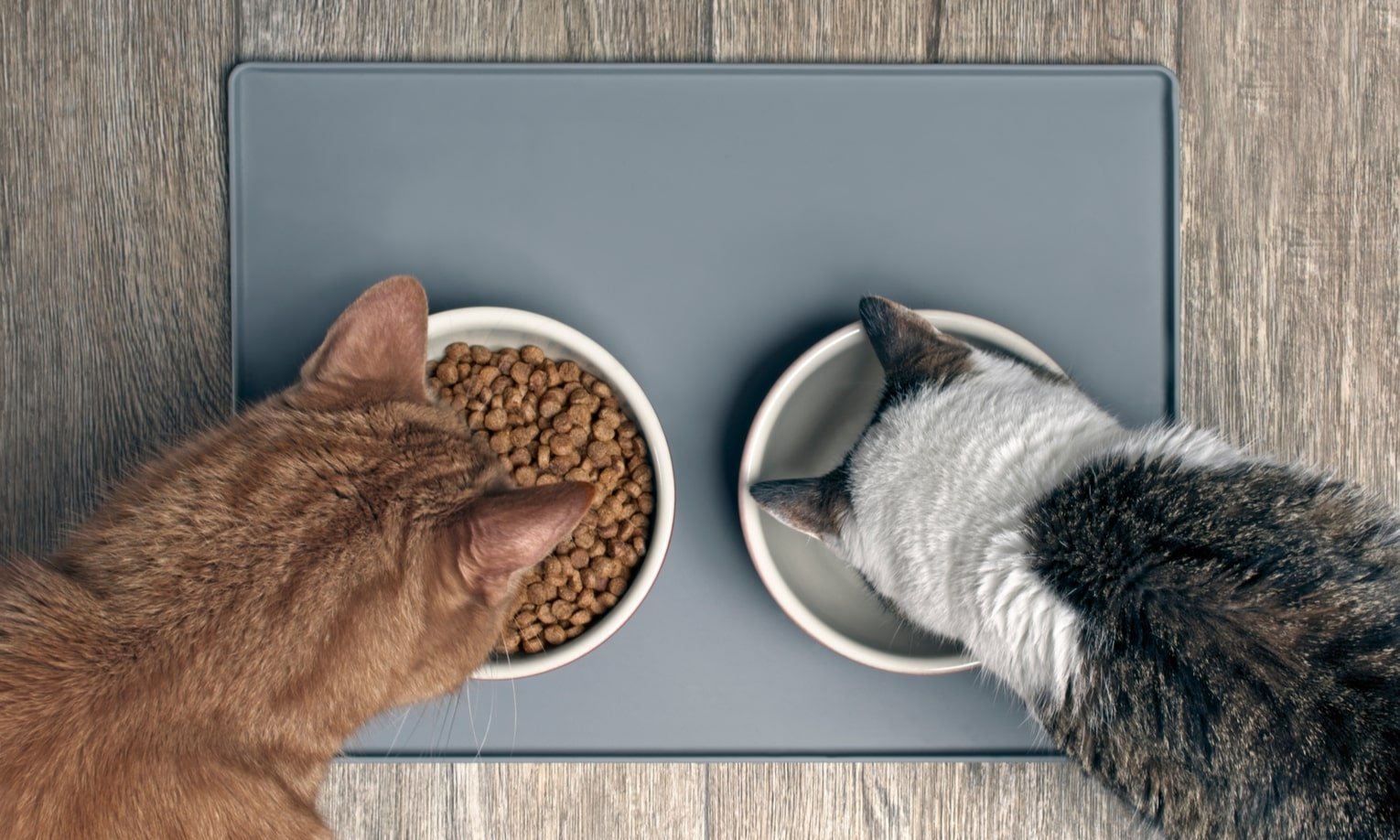 две кошки едят со своих мисок