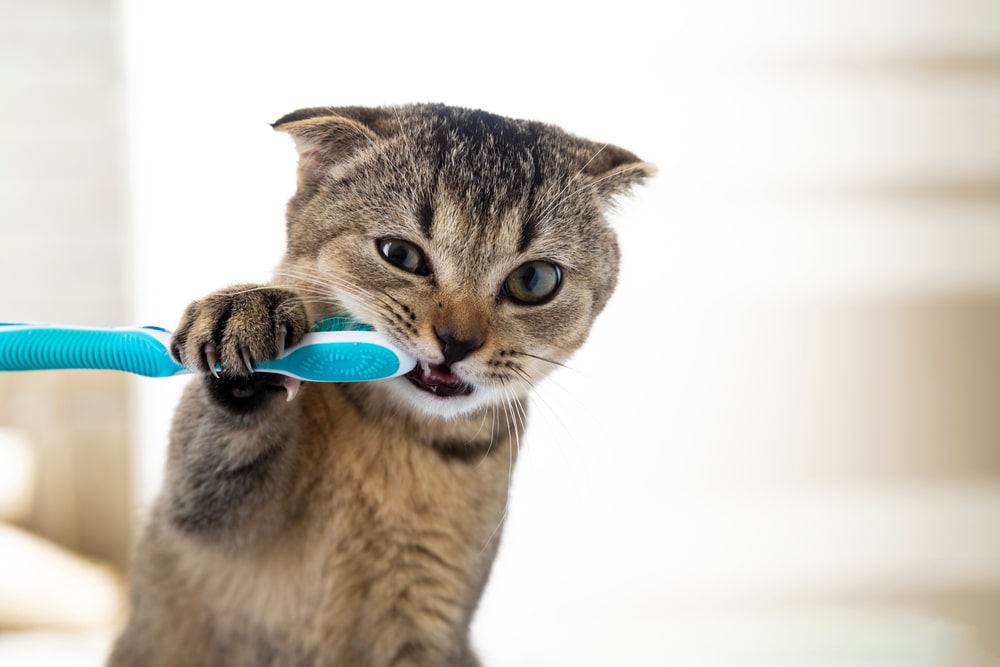 кот с обычной зубной щеткой