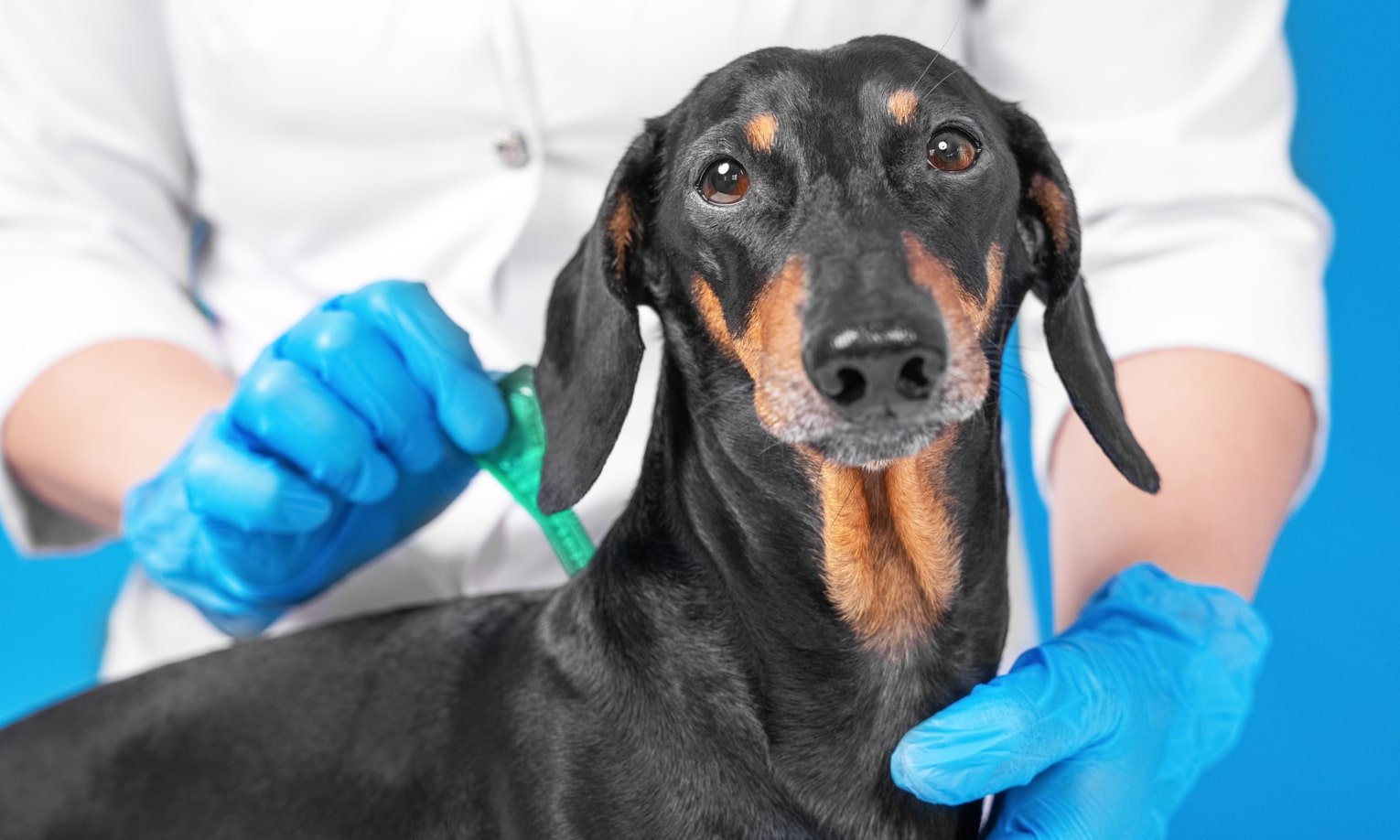 ветеринар капает капли от клещей на шею собаки