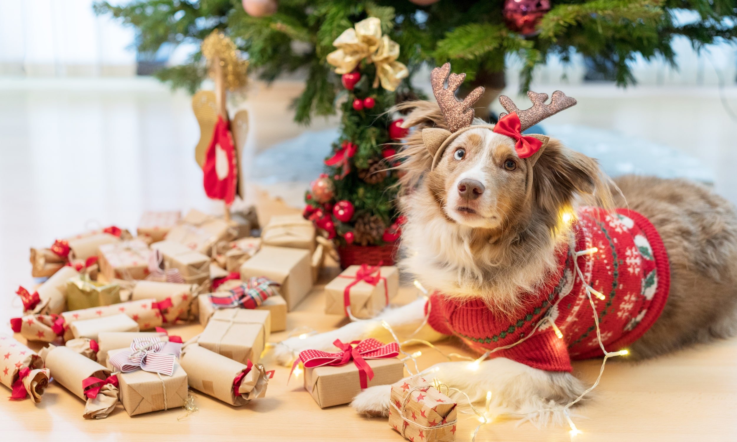 jõuluriietesse riietatud koer jõulukuuse all