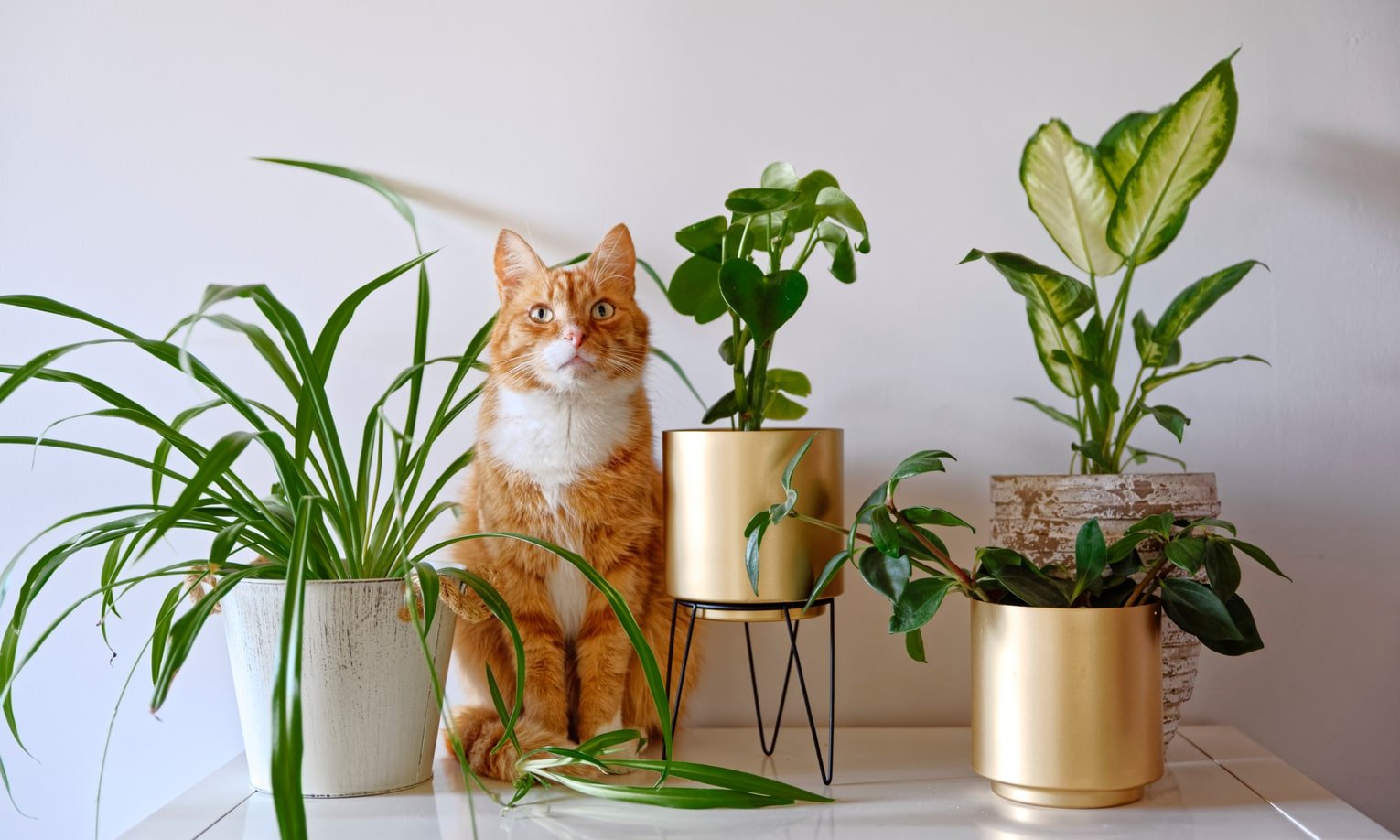 katinas sedi tarp augalu