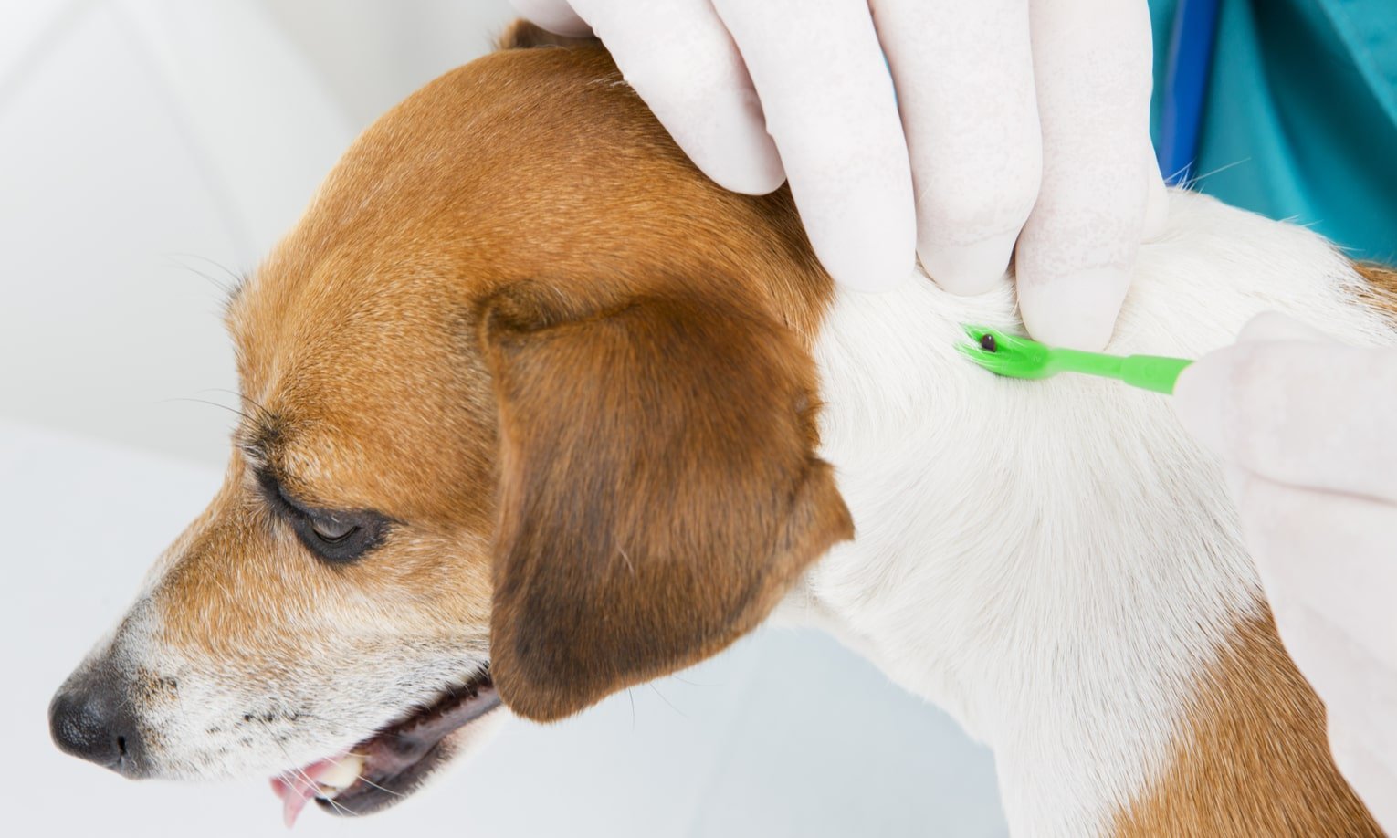 ветеринар вытаскивает клещ из кожи собаки