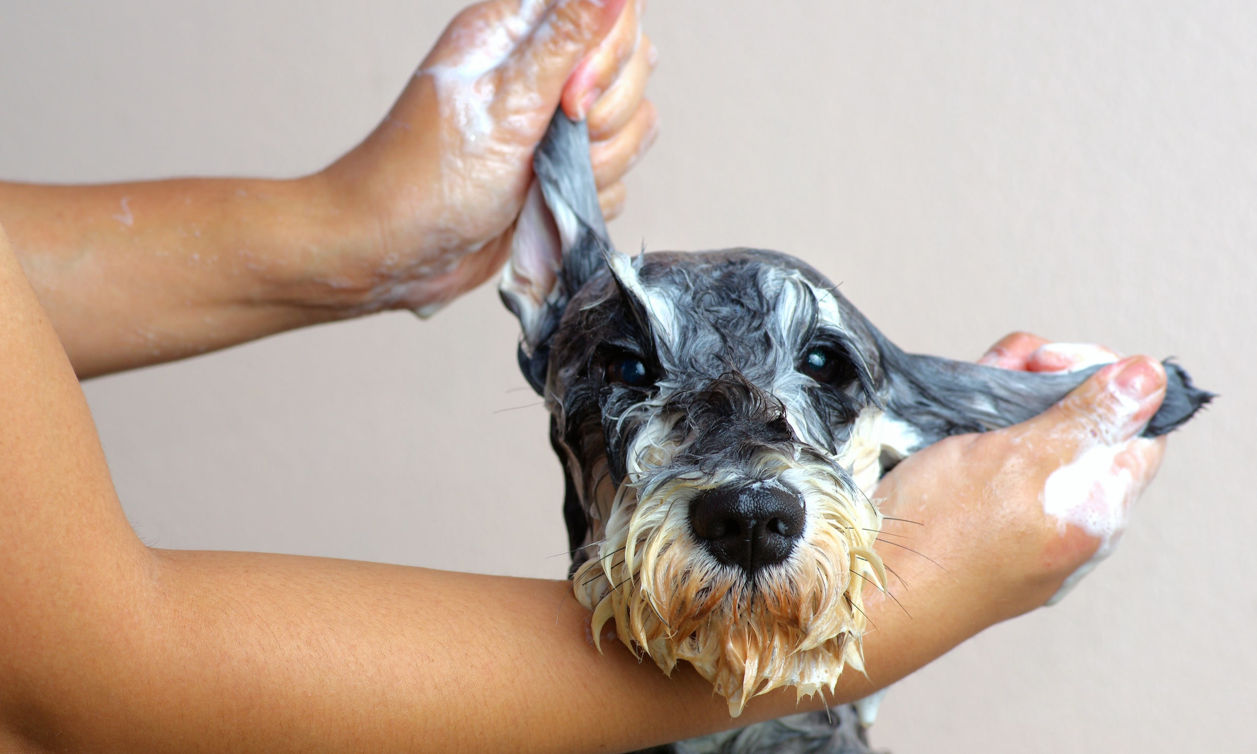 omanik peseb koera šampooniga