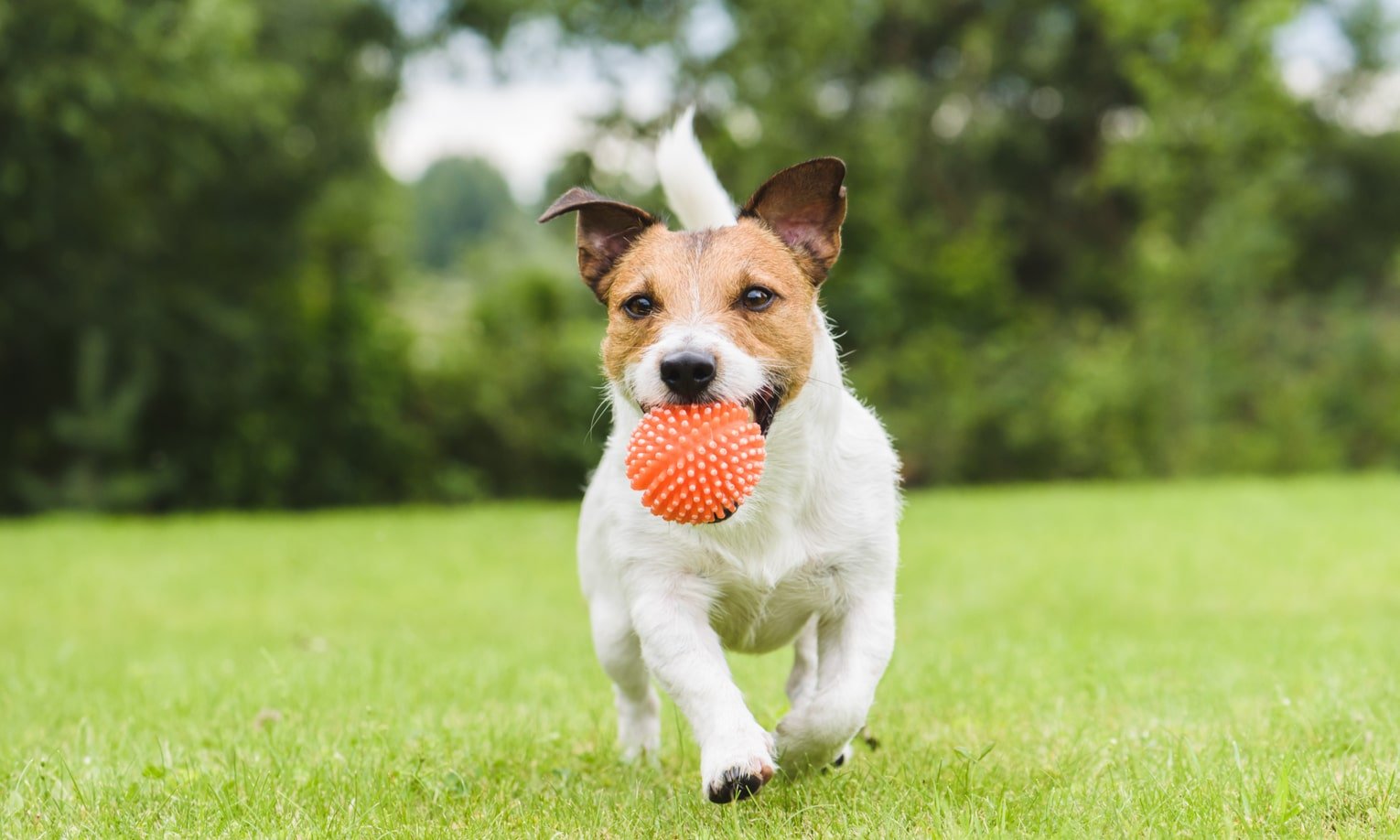 собака играет с мячом на улице