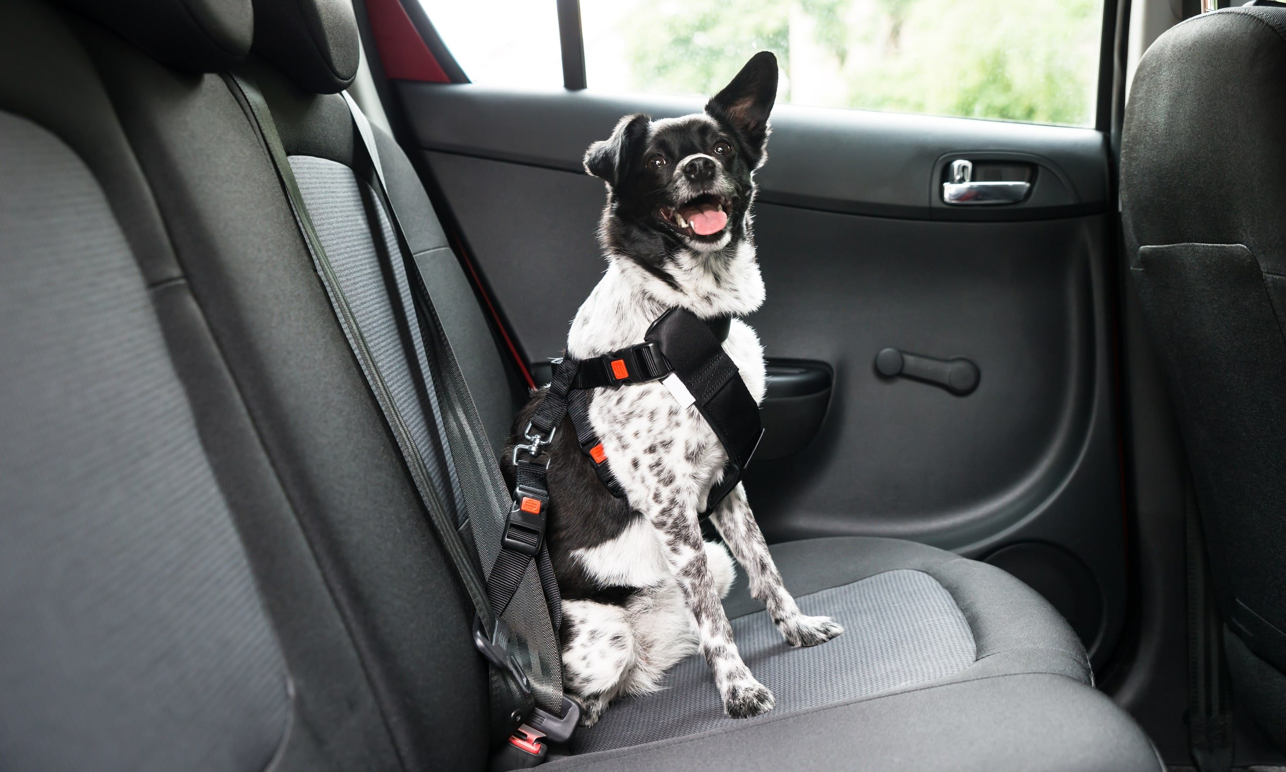 собака в машине пристегнута ремнями безопасности