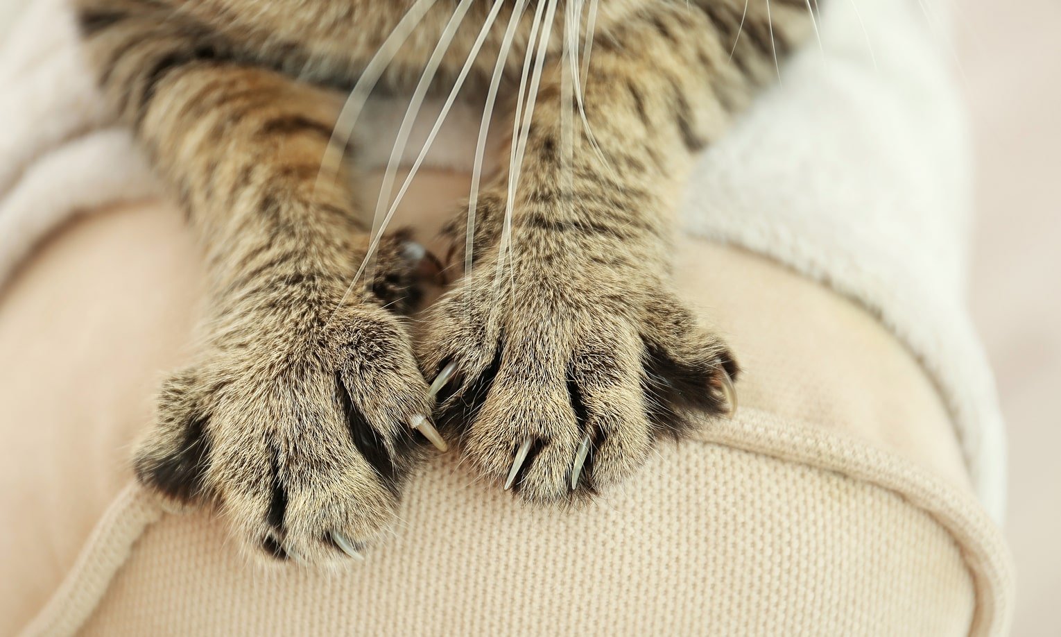 Как отучить кошек царапать мебель | pigu.lt