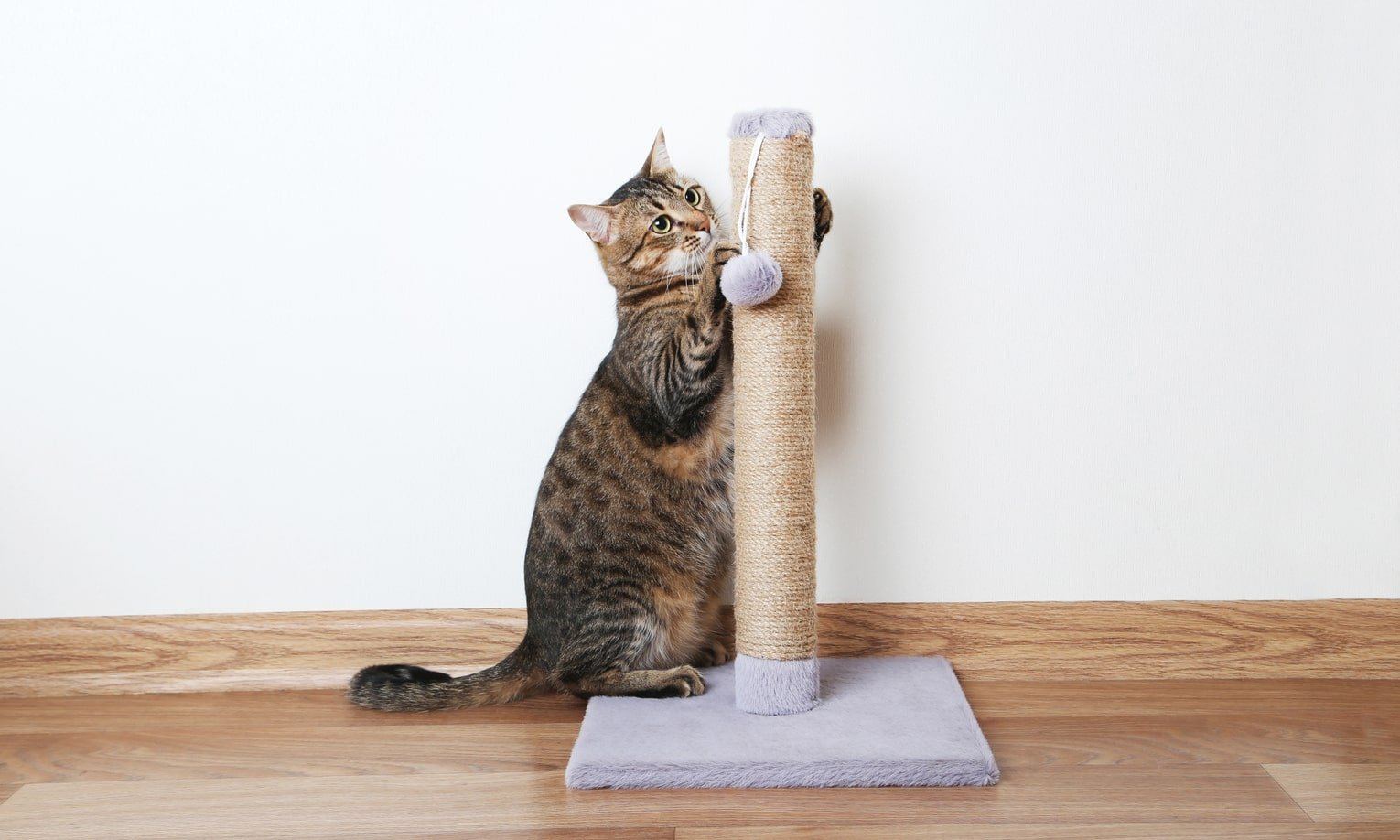Как отучить кошек царапать мебель | kaup24.ee